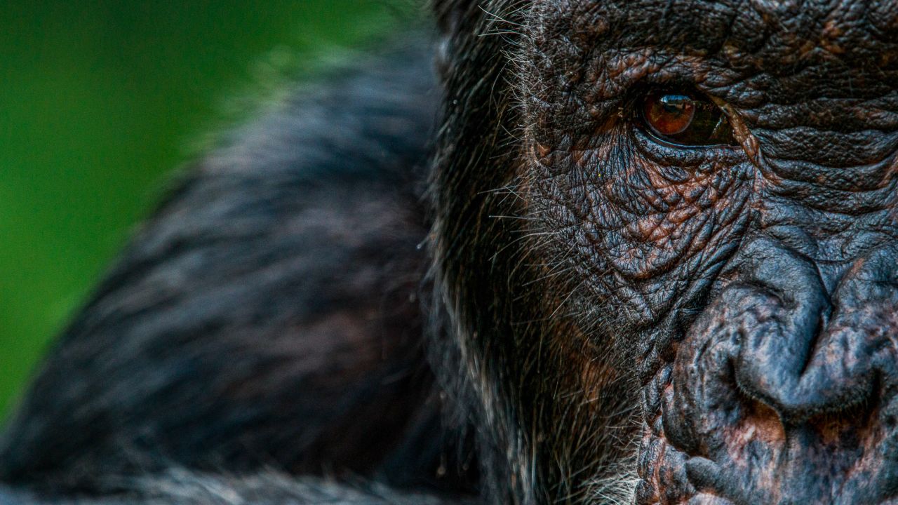 An adult male chimpanzee  (Pan troglodytes) at Ngamba Chimpanzee Sanctuary, Uganda