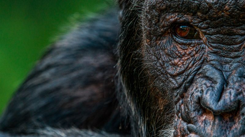 NextImg:This Kenyan photographer wants others to see conservation through a different lens | CNN