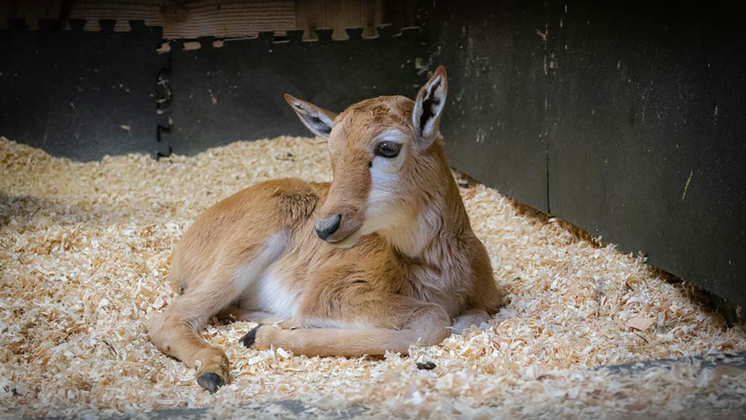 A five-day-old African bontebok calf is seen at the Oregon Zoo. He was born on April 1 to Winter, an 8-year-old bontebok in the zoo's Africa savanna area.