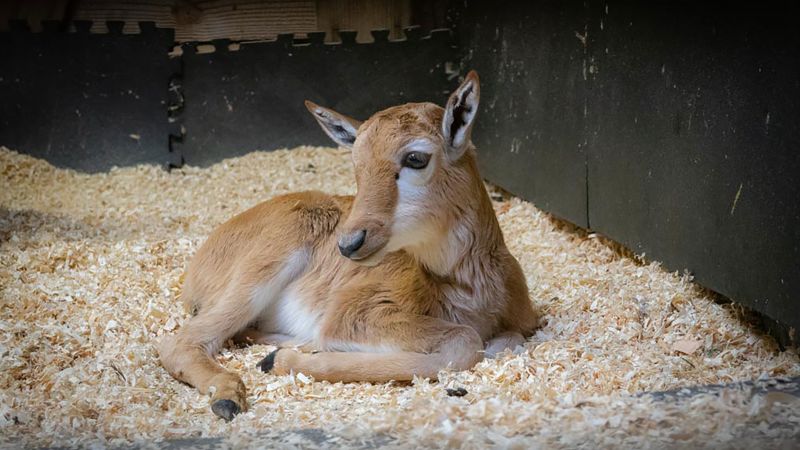 ‘An incredible conservation story’: Oregon Zoo welcomes birth of rare antelope once facing extinction | CNN