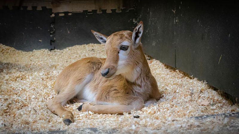 NextImg:'An incredible conservation story': Oregon Zoo welcomes birth of rare antelope once facing extinction | CNN