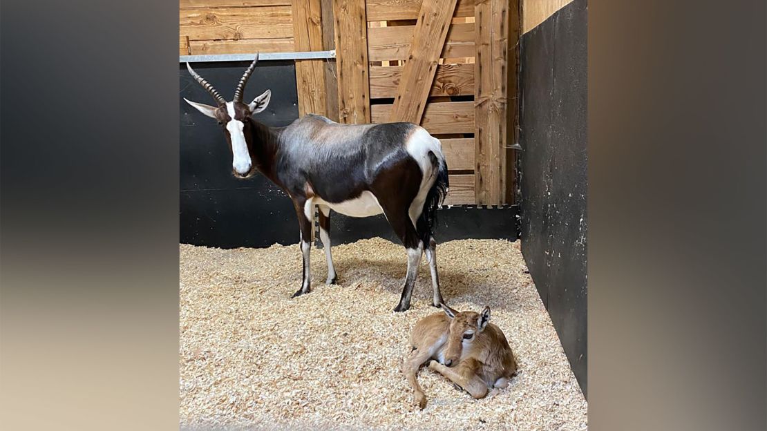 Guests won't be able to catch a glimipse of the adorable newborn until he's a little older, according to the zoo.