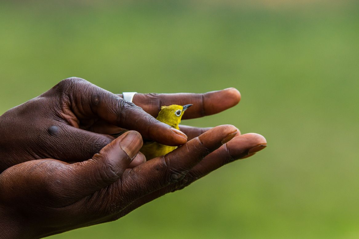 Kenyan wildlife ecologist and conservation photographer Anthony Ochieng Onyango uses imagery to inspire conservation action across Africa. He photographed this white-eyed vireo being released during the annual Ngulia Migratory Bird Ringing Project in Ngulia, Kenya.