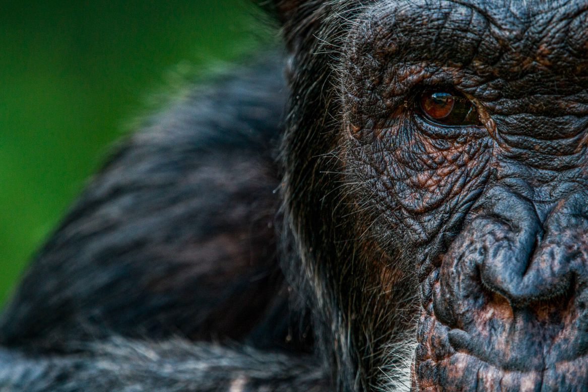 For his 2019 photo series <a href="https://www.tonywild.co.ke/17-islands-1-island-42-chimpanzees/" target="_blank" target="_blank">"17 Islands, One Special Island, 49 rescued Chimpanzees,</a>" Onyango visited dozens of orphaned chimpanzees living in the sanctuary on Ngamba Island. The chimps were taken there after being rescued from the illegal pet and bushmeat trade. According to the <a href="https://ngambaisland.org/about-ngamba-island/" target="_blank" target="_blank">sanctuary</a>, the chimps are given around-the-clock care and have nearly 40 hectares to safely roam and forage.
