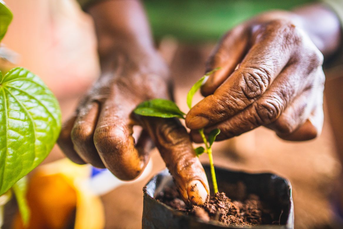 In 2020, TonyWild launched the <a href="https://www.tonywild.co.ke/mitigation-project/" target="_blank" target="_blank">MITIgation Project</a> to combat "negative environmental impacts." In addition to its education efforts, the program gives students the opportunity to plant and nurture trees over a four-year period, creating a deeper connection to nature. The tree pictured here is being prepared for planting at the <a href="https://www.brackenhurst.com/sustainability/" target="_blank" target="_blank">Brackenhurst nursery</a> in Limuru, just north of Nairobi.