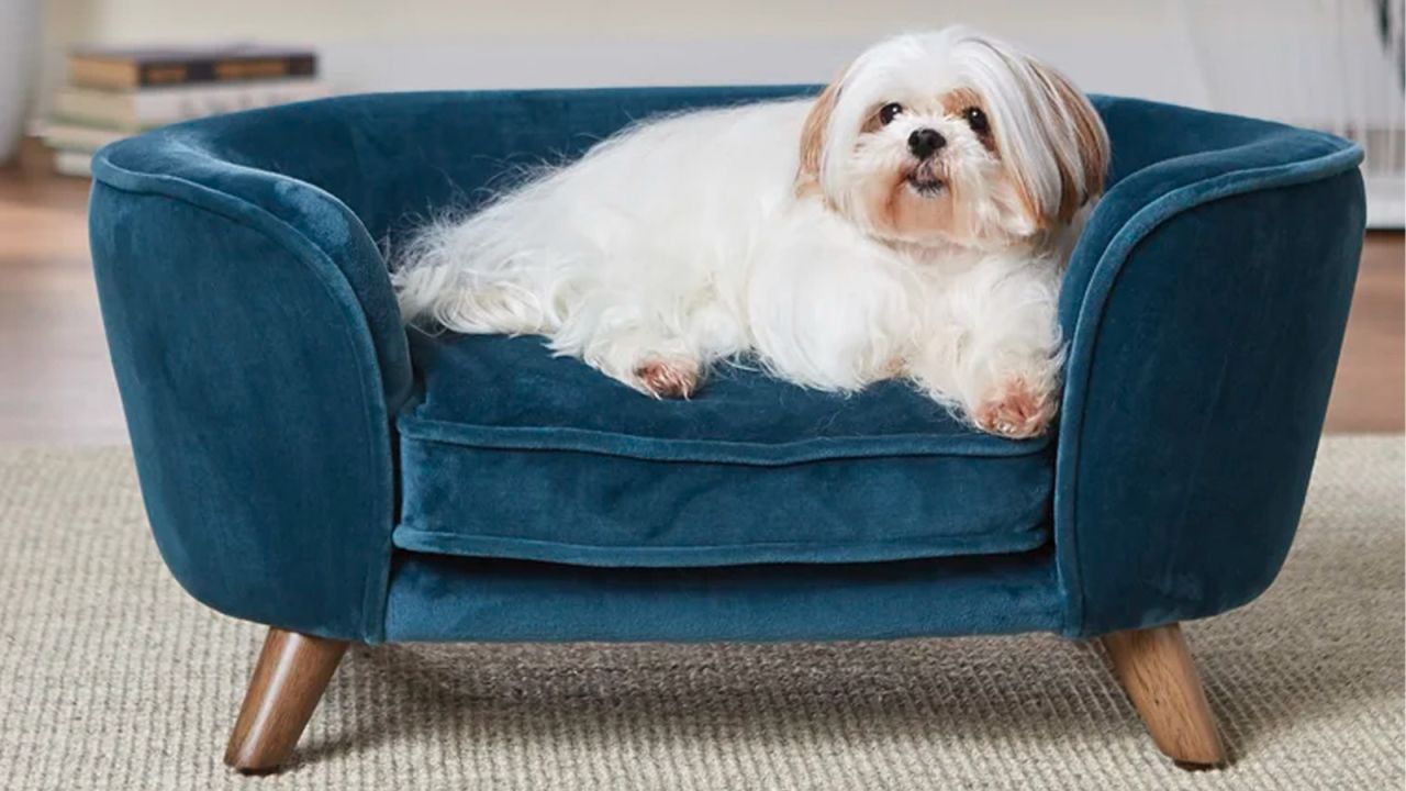 Tucker Dog Sofa CNNU