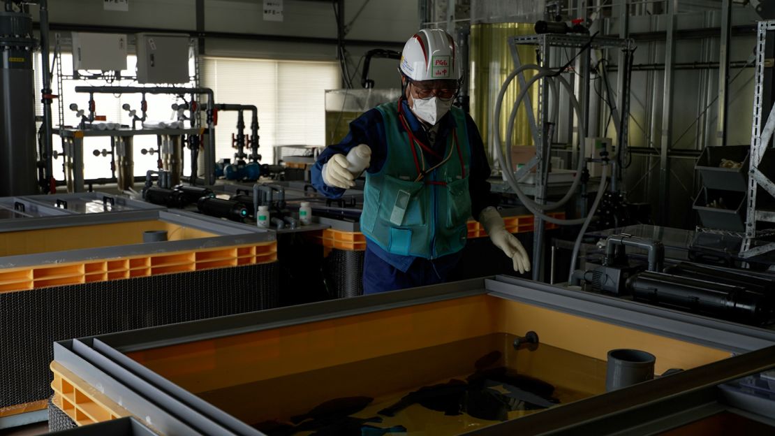 A TEPCO researcher feeds flounder that are being raised on site in both seawater and ALPS treated water that has been diluted with seawater, in Okuma of Fukushima prefecture on April 12, 2023.