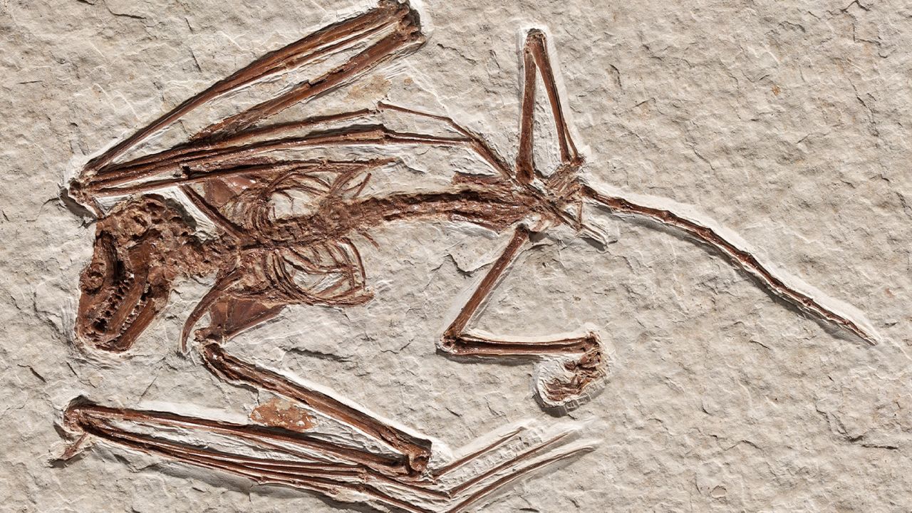Este esqueleto de murciélago, parte de la colección del Museo Real de Ontario, fue identificado como una especie previamente desconocida.