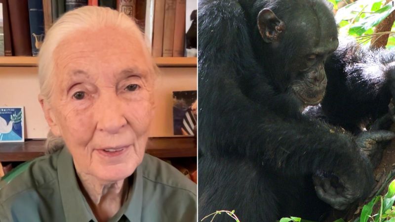 NextImg:Video: How smart are animals compared to humans? Jane Goodall explains | CNN