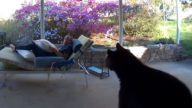 NextImg:Video: A bear wandered into mans backyard. See moment they surprised each other | CNN