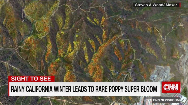 California Super Bloom: Rainy winter leads to explosion of poppy blooms | CNN