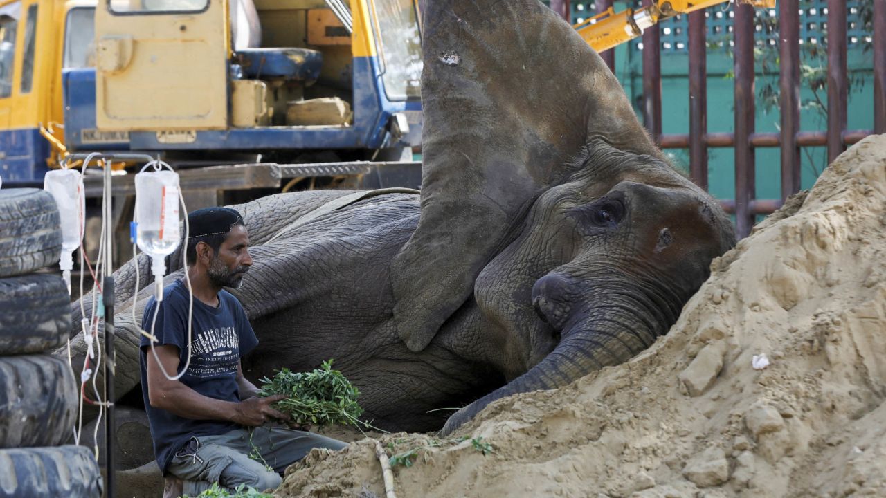 Vets said the elephant suffered from a huge hematoma.