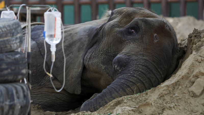 Noor Jehan: Elephant falls to demise in Karachi Zoo
