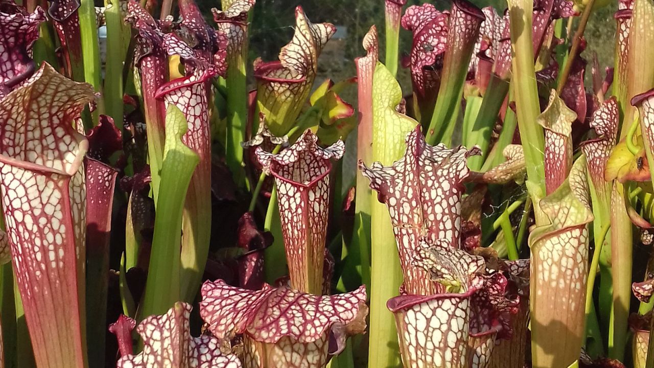 Sarracenia pitcher plants, native to North American bogs, capture insect prey with colorful, modified leaves that look like flowers. Scent may play a role in each species' diet, a new study said.