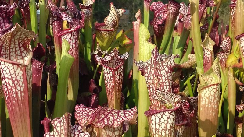 These Carnivorous Plants Glow Under Ultraviolet Light to Attract Prey, Science