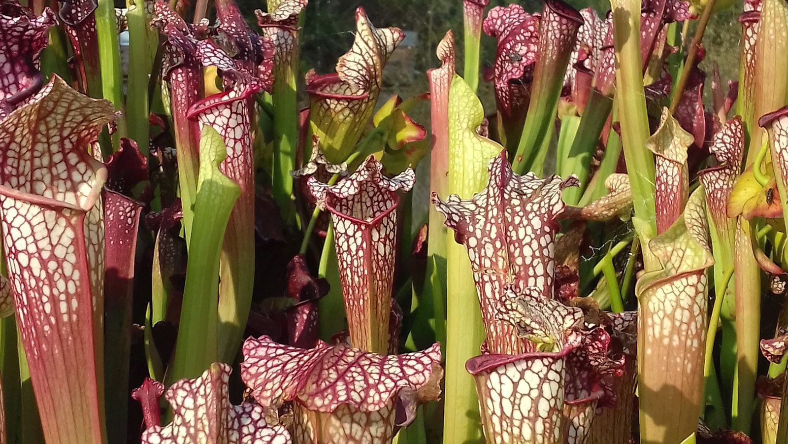 carnivorous pitcher plants