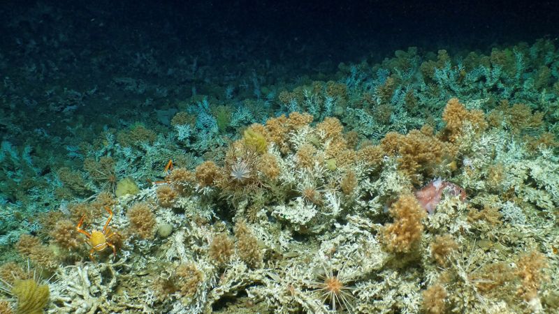 NextImg:New 'pristine' coral reef discovered in Ecuador's Galapagos Islands | CNN