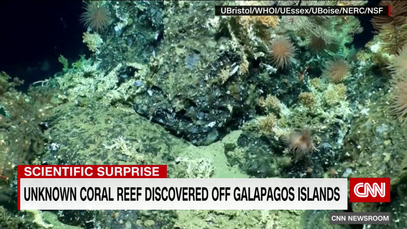 : Previously unknown coral reef discovered off Galapagos Islands  | CNN