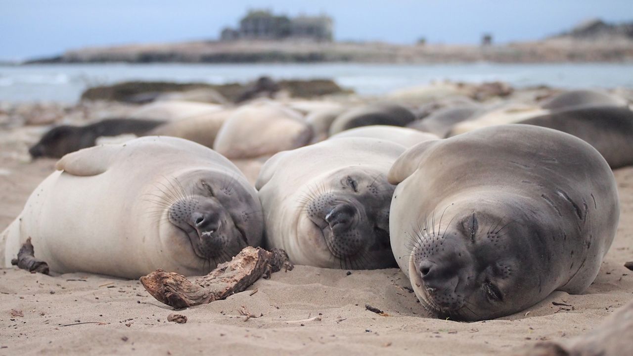 Elephant seals sleep about 10 hours a day on the beach, like these 2-month-old northern elephant seals resting at California's Año Nuevo State Park.