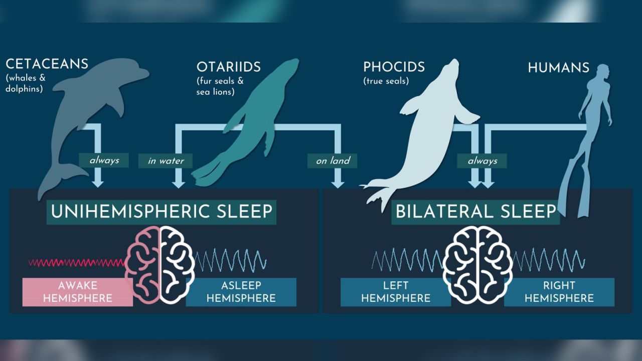 For cetaceans such as whales and dolphins and otariids, including fur seals and sea lions, one side of the brain is awake while the other is asleep during slumber. For most other mammals, both brain hemispheres are asleep at the same time.
