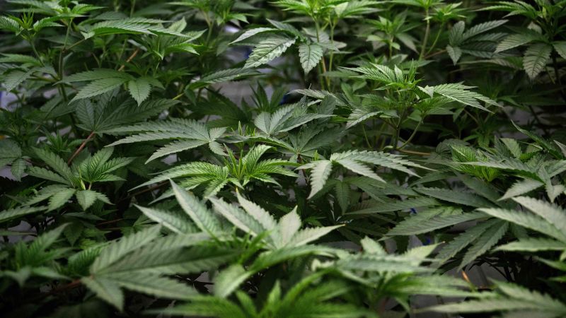 NextImg:More US states are regulating marijuana. See where it's legal across the country | CNN