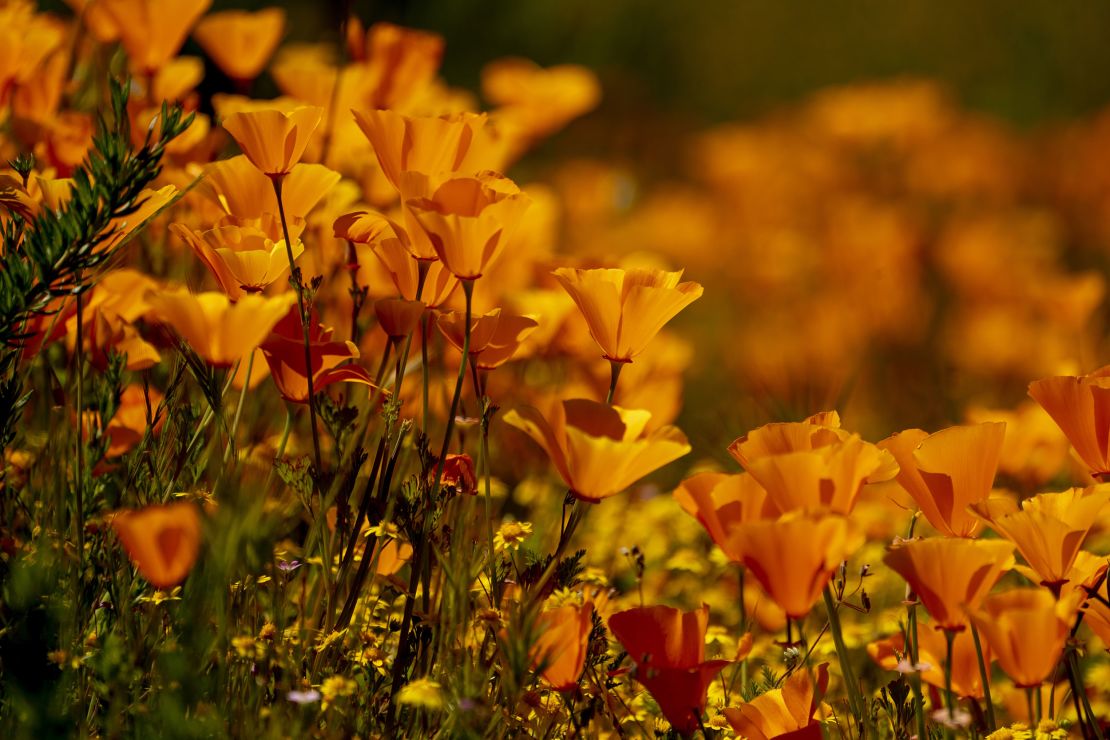 California poppies bloom near Diamond Valley Lake in Hemet, California on April 9.