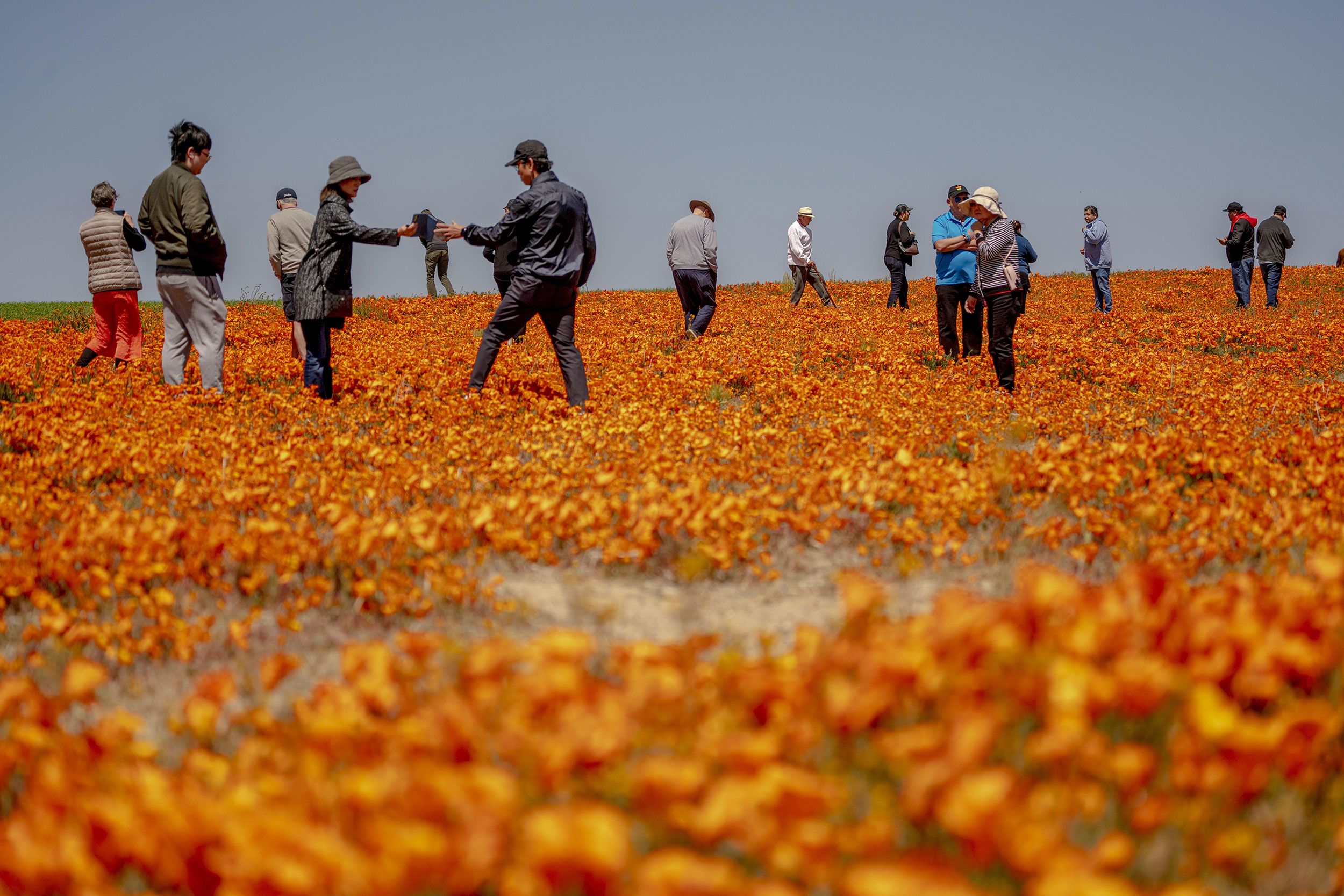 California is awash in color as a 'super bloom' sets in