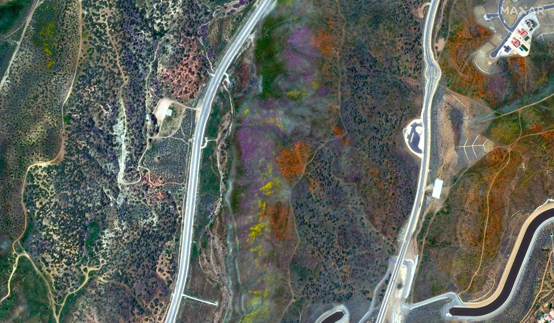 Hillsides are covered in colorful wildflowers, seen here in a satellite image in Palmdale, California, on April 10.
