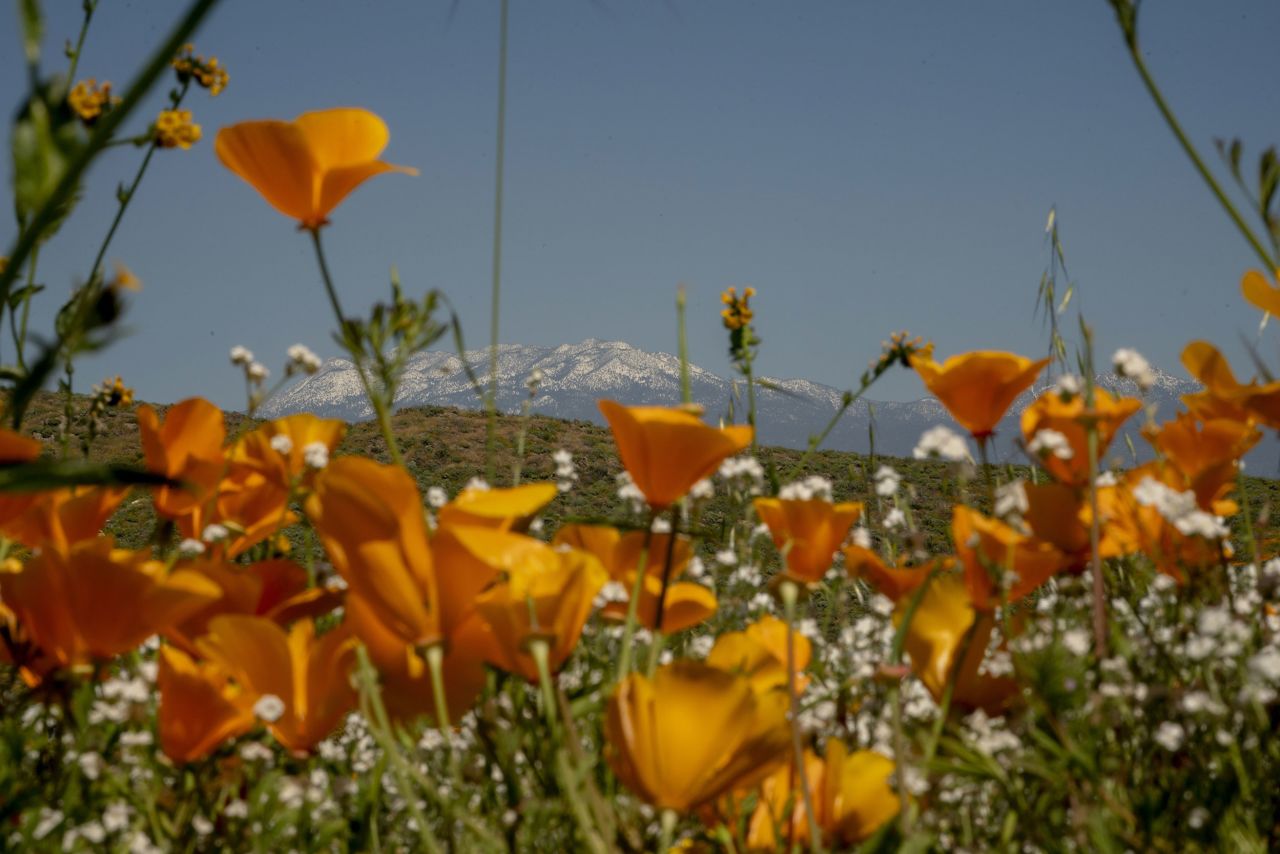 Poppies bloom near Diamond Valley Lake on April 9. The California parks department is asking visitors to stay on marked trails to preserve the blooms.
