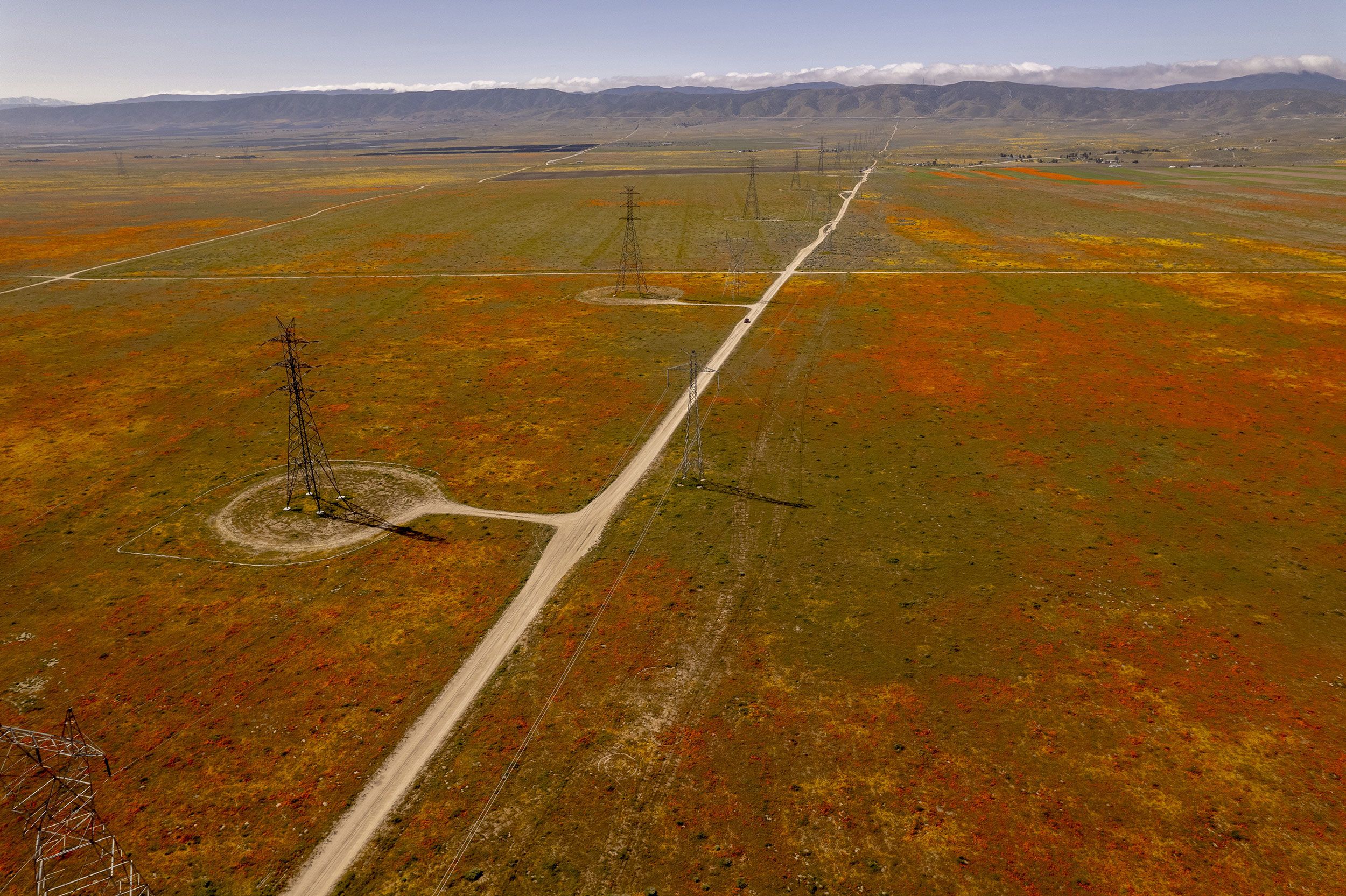 PHOTOS: See the wildflower 'superbloom' happening across California : The  Picture Show : NPR