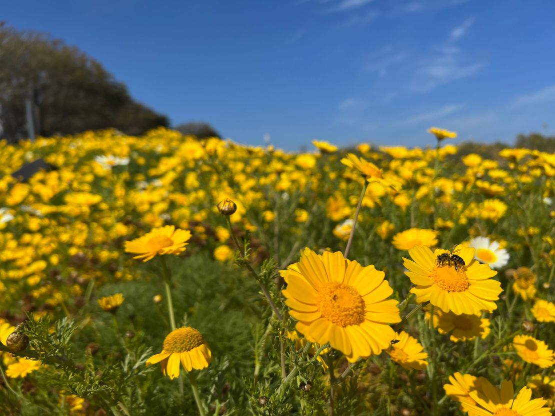 A bee buzzes around the blooms at Point Dume Nature Preserve in Malibu, California, on April 16.