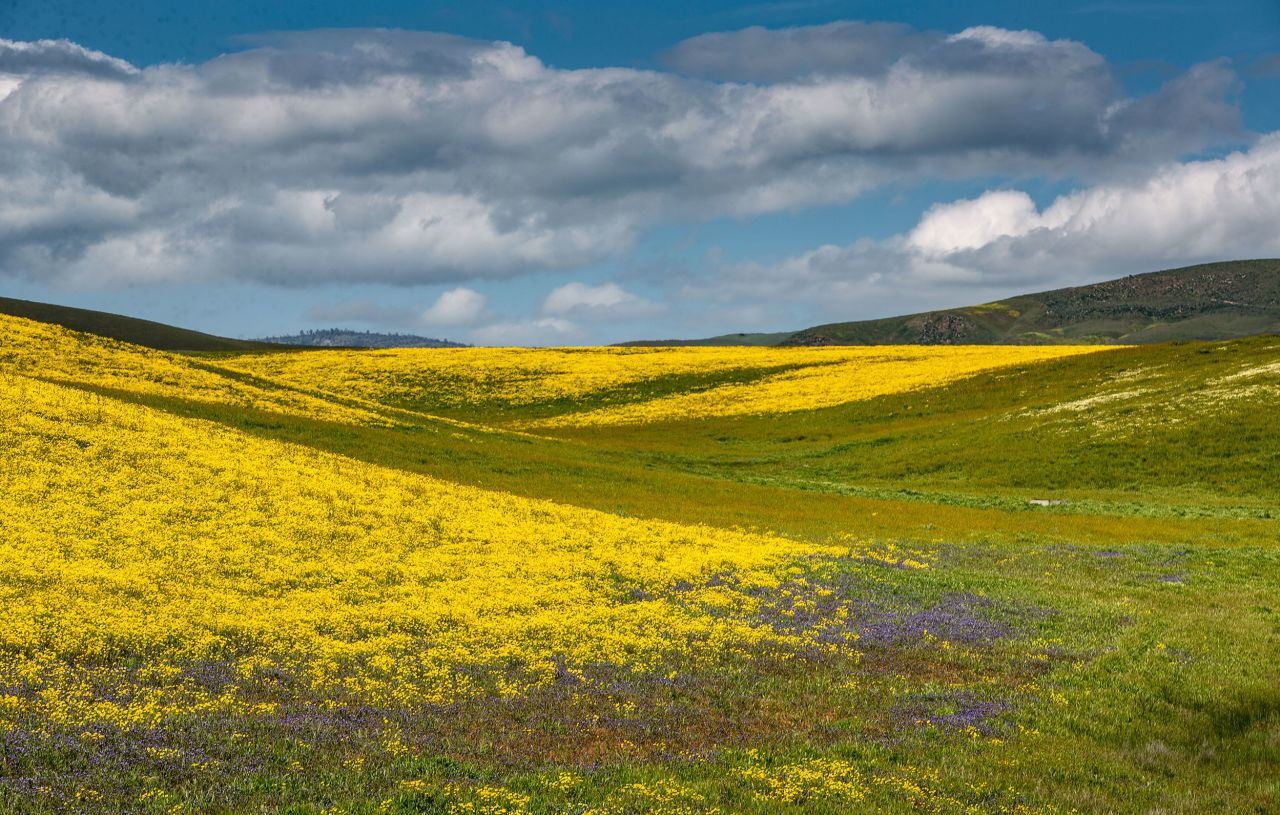 Colorful mustard, goldfields, poppies and other wildflowers have exploded along California's Highway 41, located on the San Luis Obispo, Kern, and Monterey County borders, on April 12.