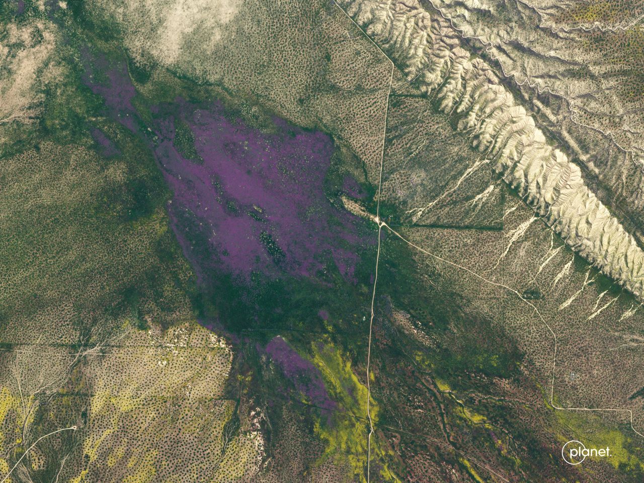 Purple wildflowers bloom in Carrizo Plain, California, on April 5.