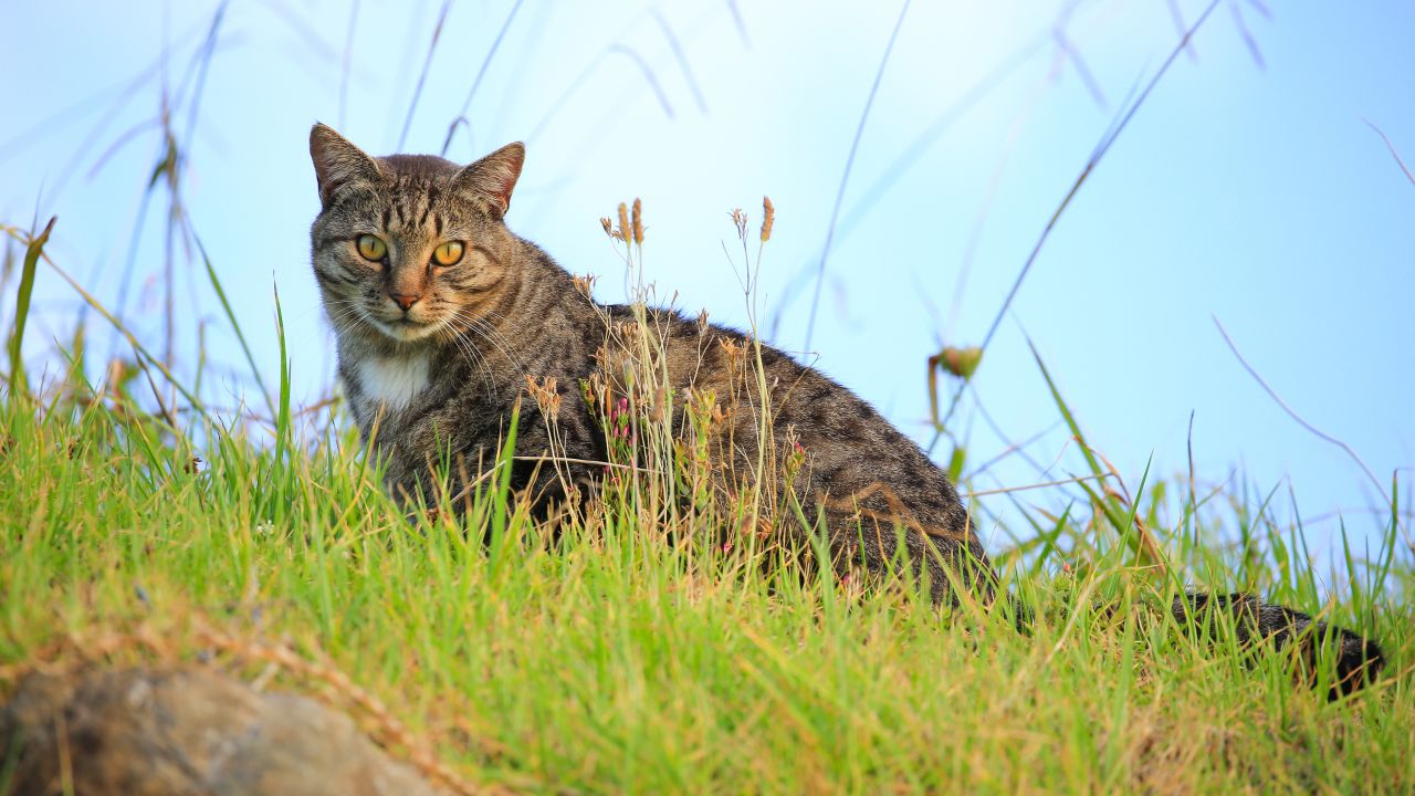 A feral cat on the south shore of the Hokianga harbour in the Northland Region, New Zealand.