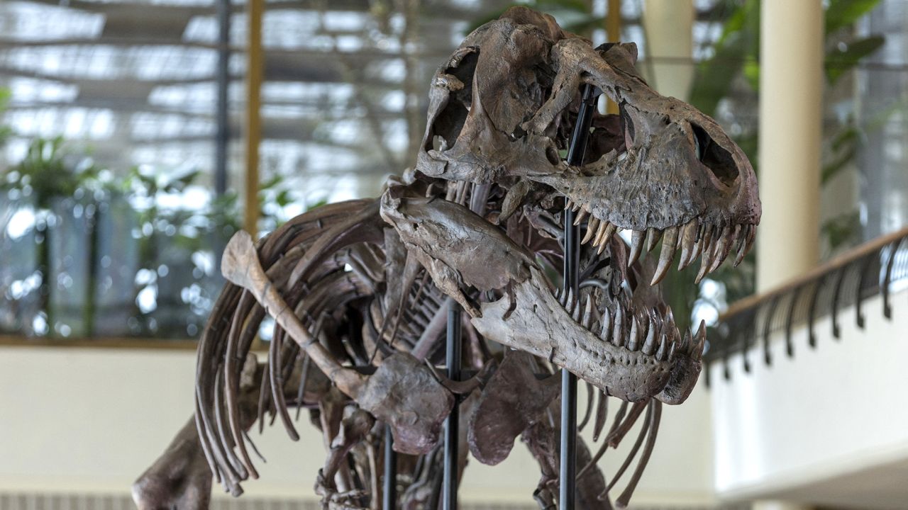02 t rex skeleton auction 032923