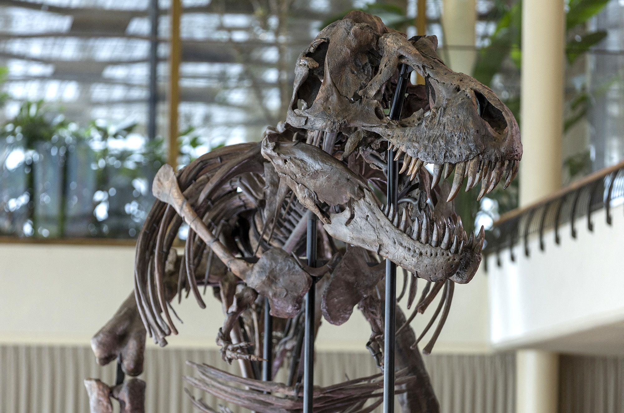 02 t rex skeleton auction 032923