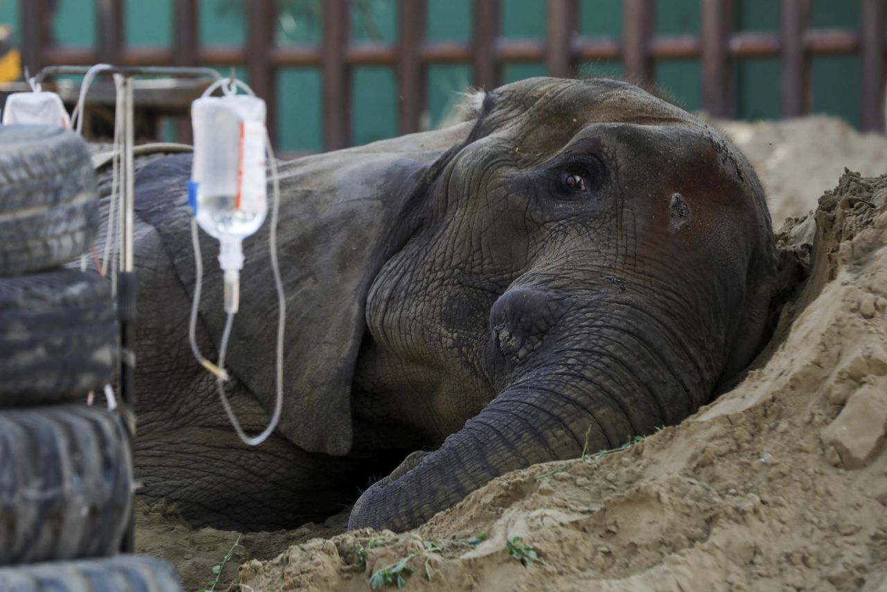 Noor Jehan, a <a href="https://www.cnn.com/2023/04/18/asia/pakistan-karachi-zoo-elephant-accident-intl-hnk/index.html" target="_blank">critically ill elephant</a> at the Karachi Zoo in Pakistan, rests on a sand pile on Friday, April 14. The 17-year-old elephant is suffering from a huge hematoma inside her abdomen, and she also has intestinal issues.