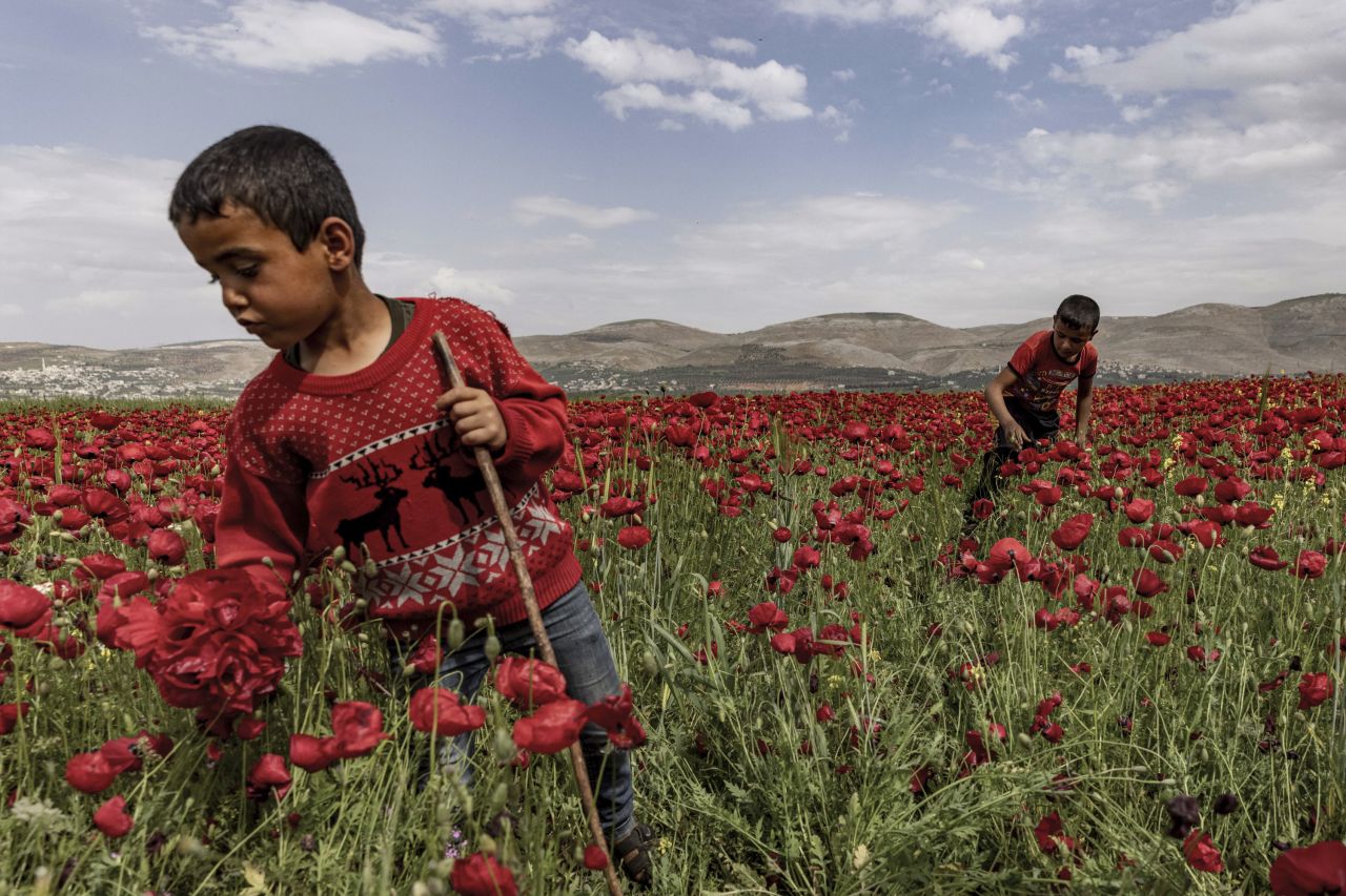 Children in Ein Elhamra, Syria, collect flowers that are used for alternative medical treatment on Wednesday, April 19.