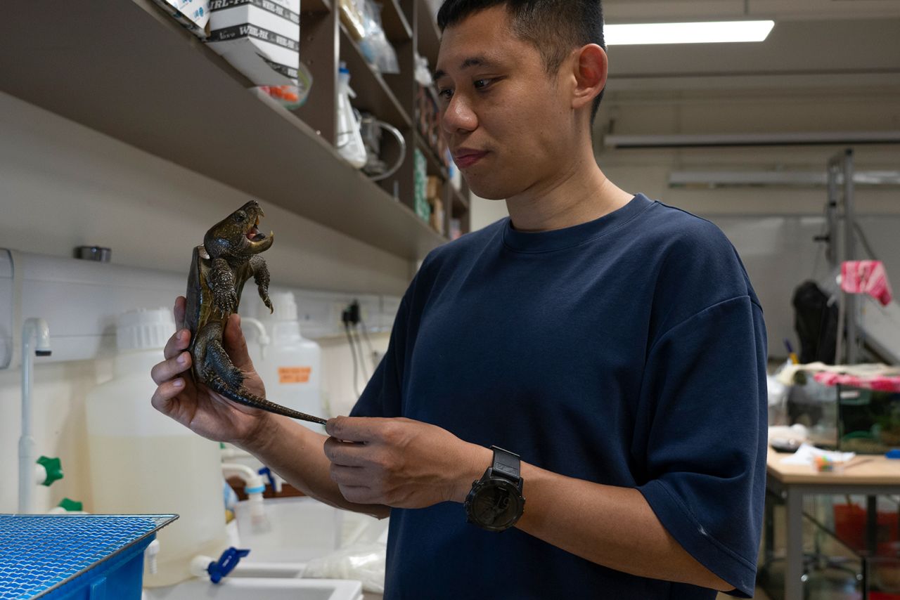 Professor Sung Yik-hei with a Big-headed turtle at a lab at Lingnan University in Hong Kong on April 13, 2023.