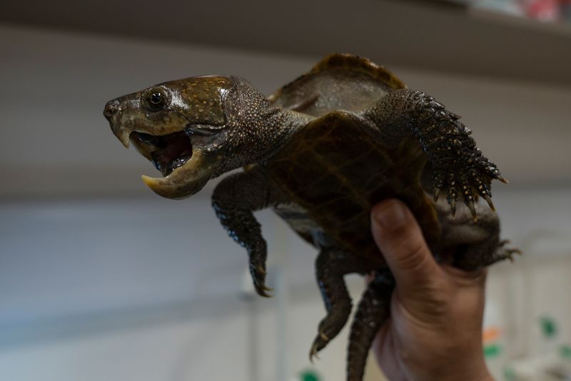 Take a good look at these strange-looking turtles. They could soon be ...