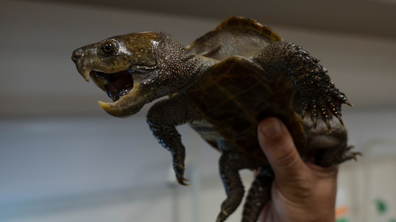 Professor Sung Yik-hei shows a Big-headed turtle during an interview with CNN in a lab at Lingnan University in Hong Kong on April 13, 2023.