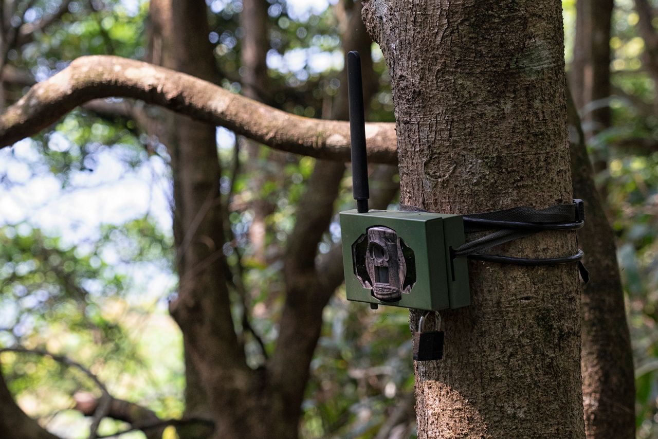 A surveillance camera fixed on a tree is seen in Hong Kong on April 13, 2023.