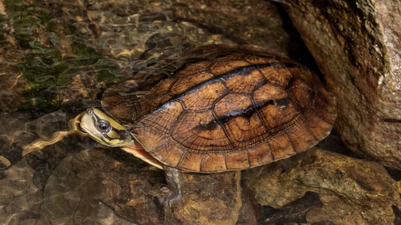 The Golden coin turtle, once used in turtle jelly but now in demand as an exotic pet. In extreme cases, they can fetch hundreds of thousands of US dollars.