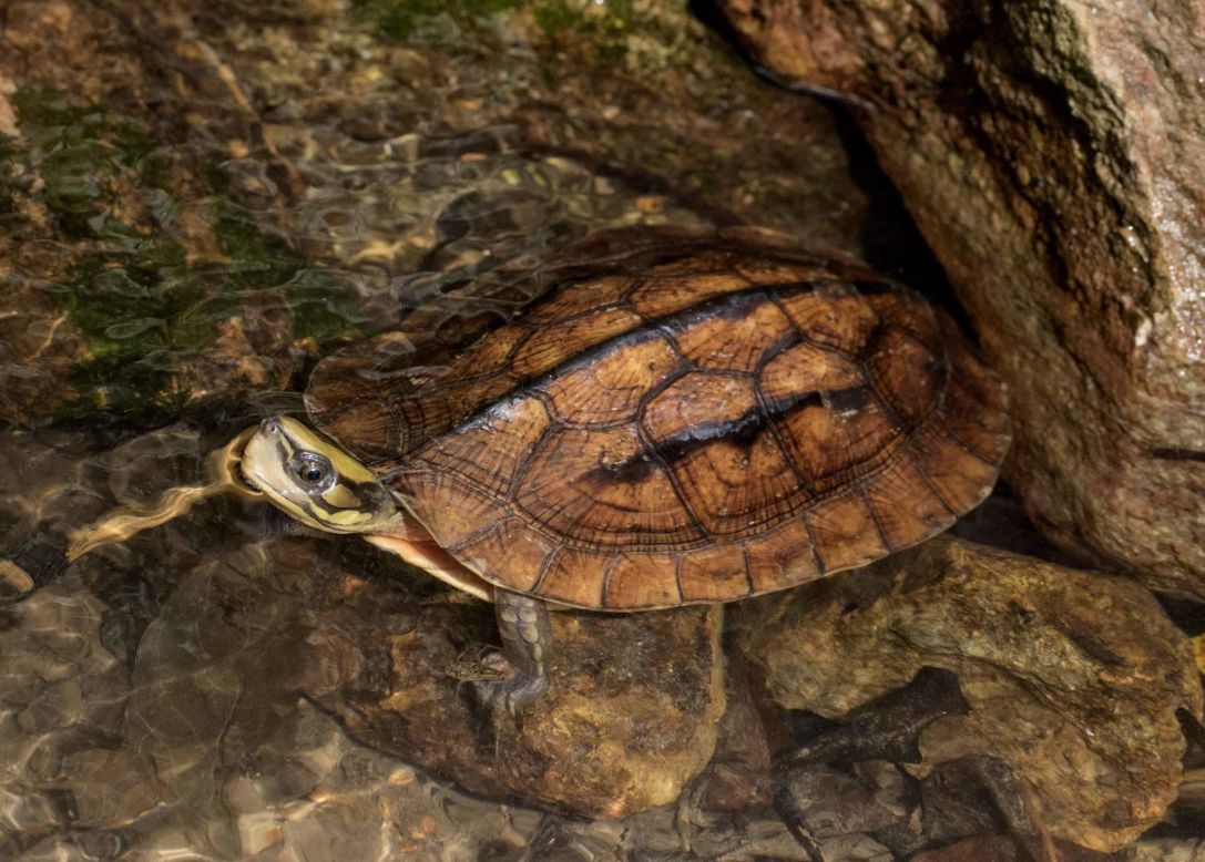 Hong Kong's endangered turtles (photos) | CNN