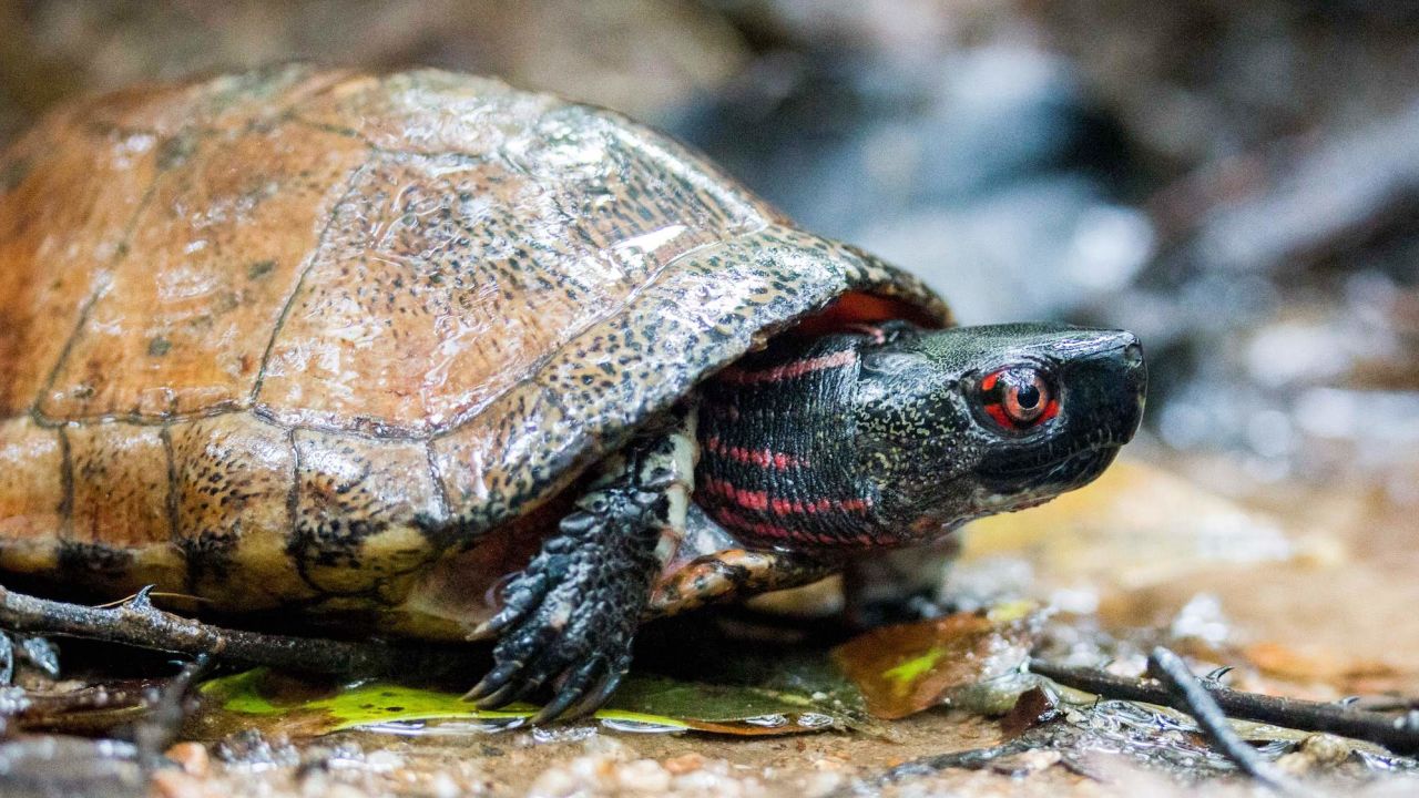 La tortuga de ojos de Beale, de las cuales se cree que quedan menos de 200 en Hong Kong.
