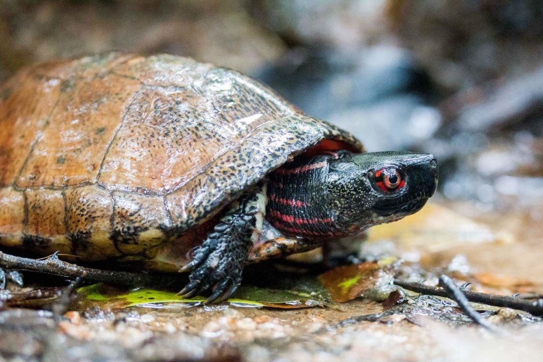 The Beale's eyed turtle, fewer than 200 of which are thought to be left in Hong Kong.