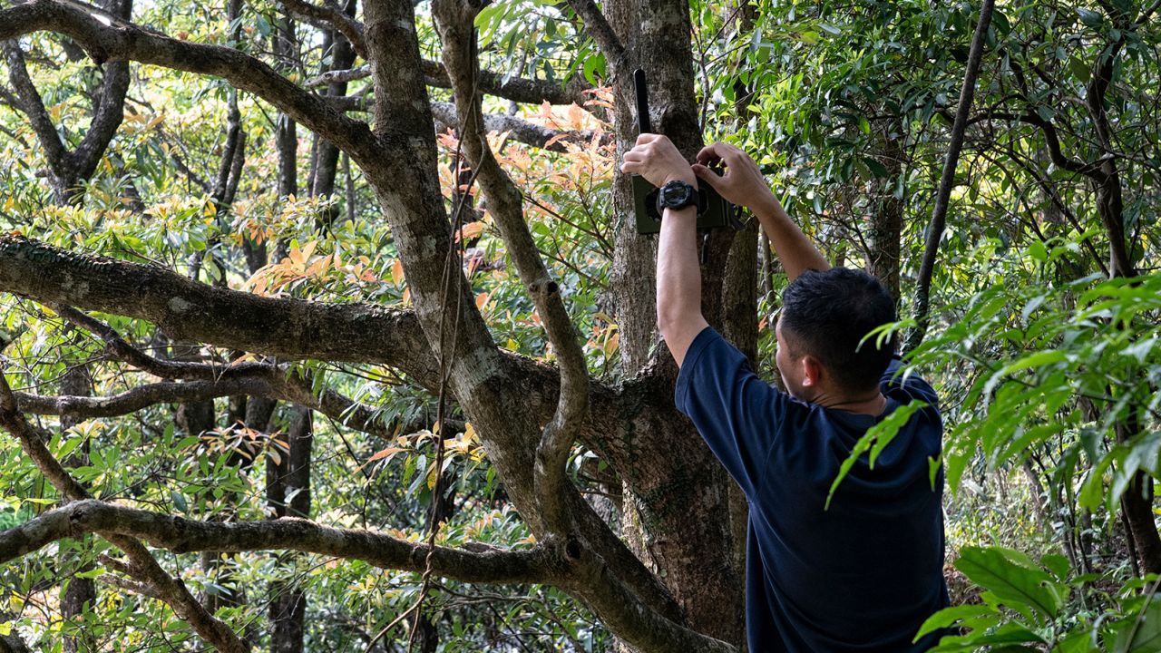 Professor Sung Yik-hei checks a surveillance camera fixed on a tree in Hong Kong on April 13, 2023.