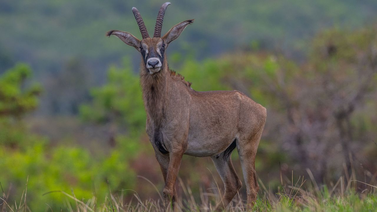 Just over a dozen roan antelopes live in Kenya's Ruma National Park.
