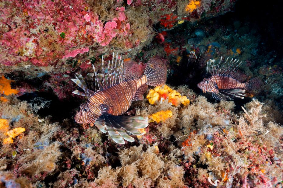 Due to warming waters, invasive tropical fish -- such as the carnivorous lionfish pictured -- have entered the Mediterranean via the Suez Canal. These prey on native species and overgraze vegetation, posing an additional threat to the ecosystem. <br />
