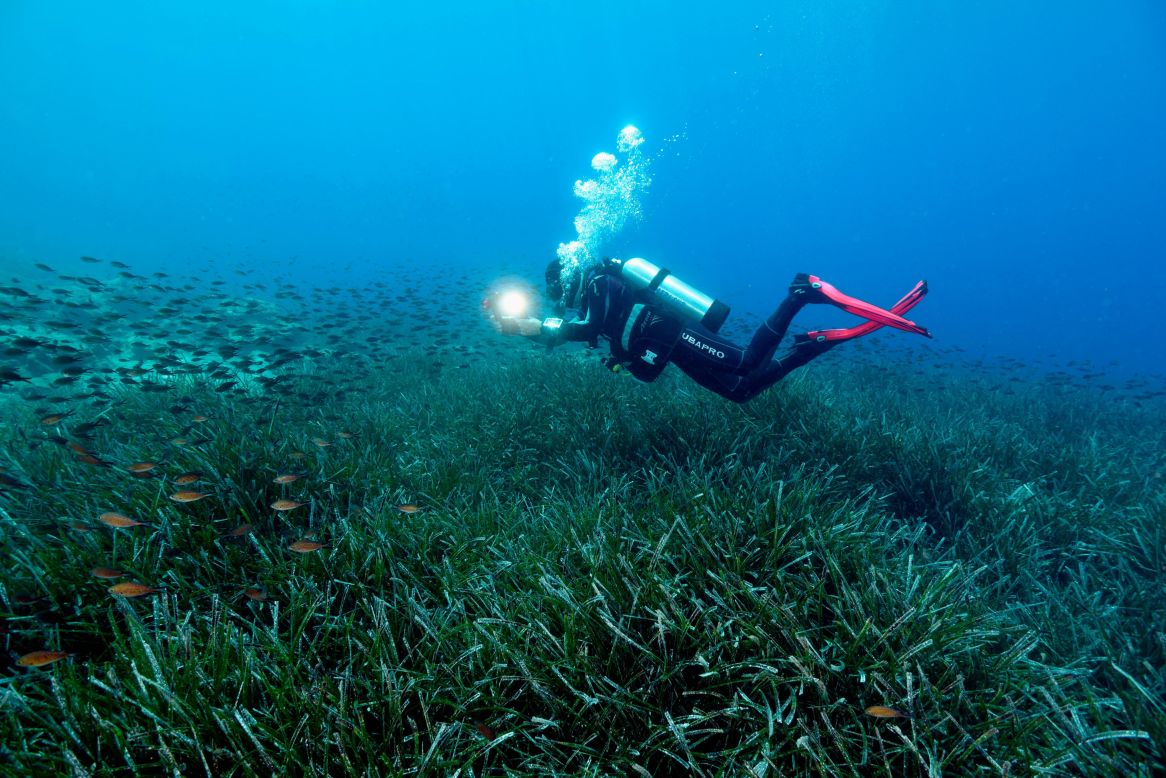 Thanks to this work, Gökova Bay's marine ecosystem has made a tremendous comeback. Seagrass is flourishing, fish populations are increasing, and so are the incomes of local fishers.